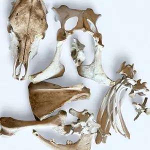 ethically sourced cow bone bundle (two bones)