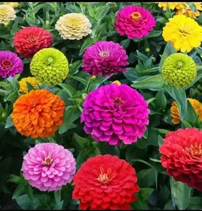 Zinnia Seeds 200pcs Bulk Pack – Suitable for Backyard Gardens, Raised Planters & Outdoor Flower Layouts – High Count Seed Set – Seeds Only, No Live Plants Included