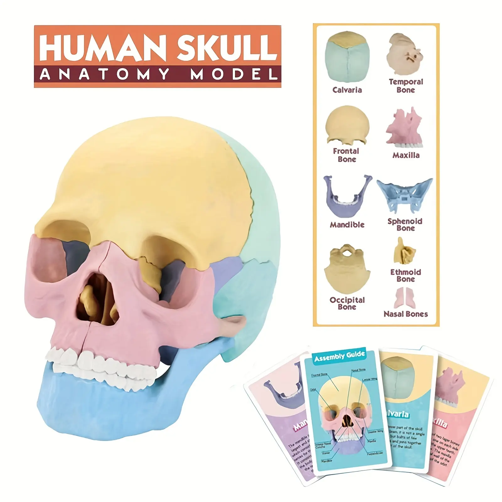 Educational Science Toy, Learning Tool, Plastic Anatomy Human Skull Puzzle Model, Detachable Organs, Suitable for Children Learning, Perfect Gift for Christmas Halloween New Year