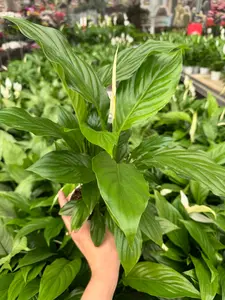 Peace Lily Spathiphyllum Indoor Plant with Deep Green Leaves and White Spathes for Air Purification in Bright Indirect Light