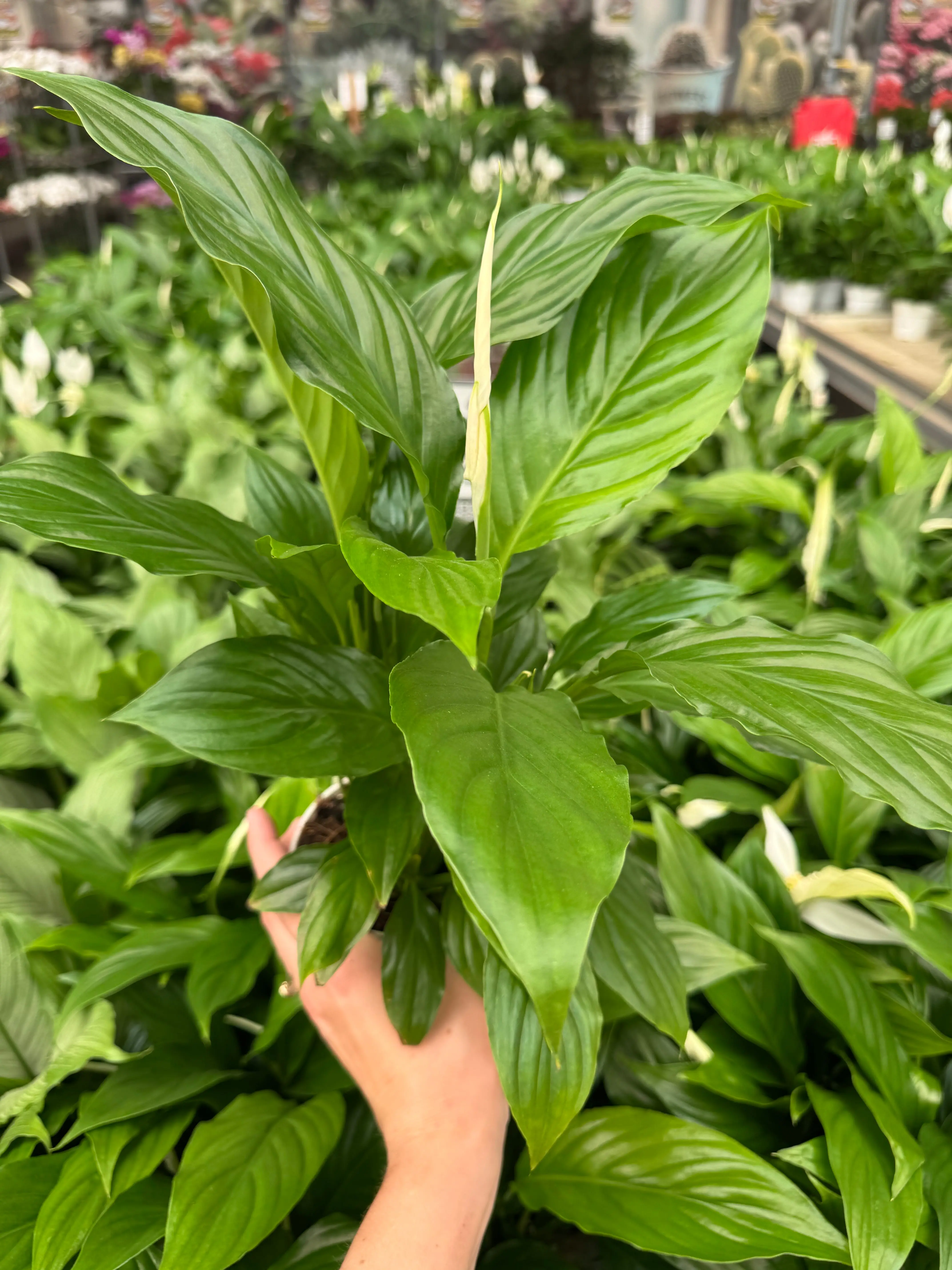 Peace Lily Spathiphyllum Indoor Plant with Deep Green Leaves and White Spathes for Air Purification in Bright Indirect Light