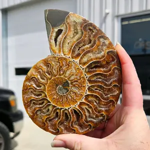 Fire Ammonite Fossil - Large 6"