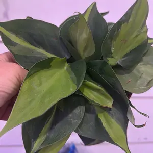 philodendron brasil