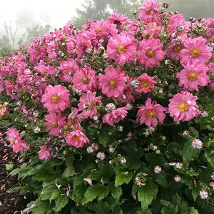 Fall in Love 'Sweetly' Japanese Anemone