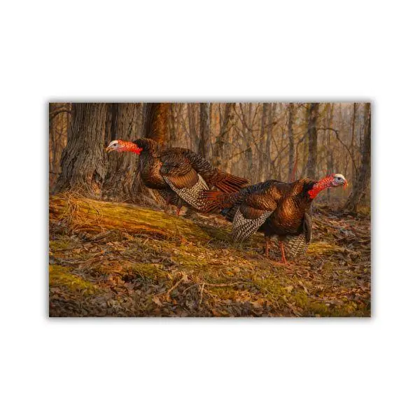 Wild Turkey Woodland Scene Poster Print, Detailed Wildlife Bird Artwork for Rustic Cabin Lodge Decor, Nature Hunting Wall Art for Living Room Office Home Gift