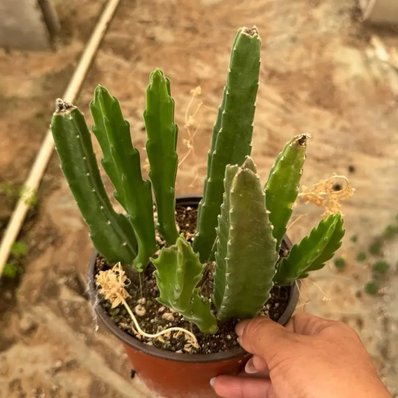 Stapelia 6 inch pot plant starfish cactus