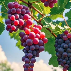 50pcs Juicy Kyoho Grape Seeds | Easy to Grow | Sweet & Large Purple Grapes for Home Garden