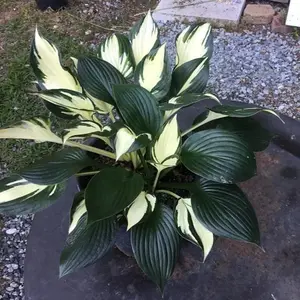800PCS Hosta Seeds – Striking White Green Foliage – Easy-to-Grow, Low Maintenance Perennial for Shade Gardens & Pots