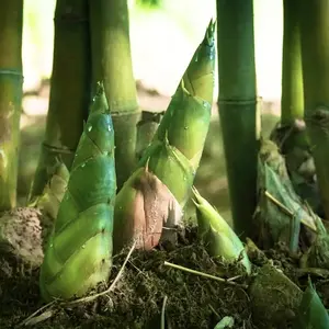 100+ Fast Growing, Winter Hardy Bamboo Garden Seeds - Ideal for Creating Privacy Barriers and an Environmentally Friendly Landscape