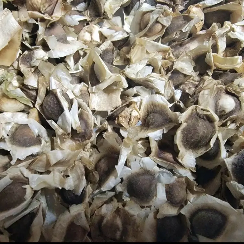Moringa Seeds - 2 Oz Bag Moringa Seeds - 2 Oz Bag