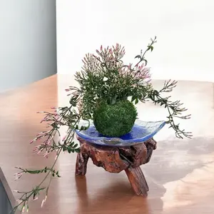Jasmine Kokedama - Moss ball, Japanese ancient botanical technique