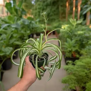 Bonnie Spider 4” Plant - Indoor Garden Decor, Ideal for Freshening Air, Suitable for Bright Spaces