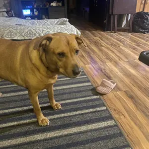 Plato Wild-Caught Baltic Herring Dog Treats | Single-Ingredient Whole Fish | Omega-3 Skin & Coat Support | Air-Dried Grain-Free | Natural High-Protein