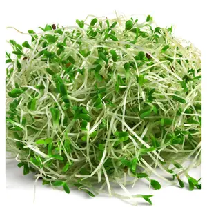 Todd's Seeds Alfalfa Sprouting Seeds - 210,000 Seeds in Resealable Bag - Highest Germination - Non-GMO, Chemcial Free - Perfect for Healthy Eating (Medicago sativa)