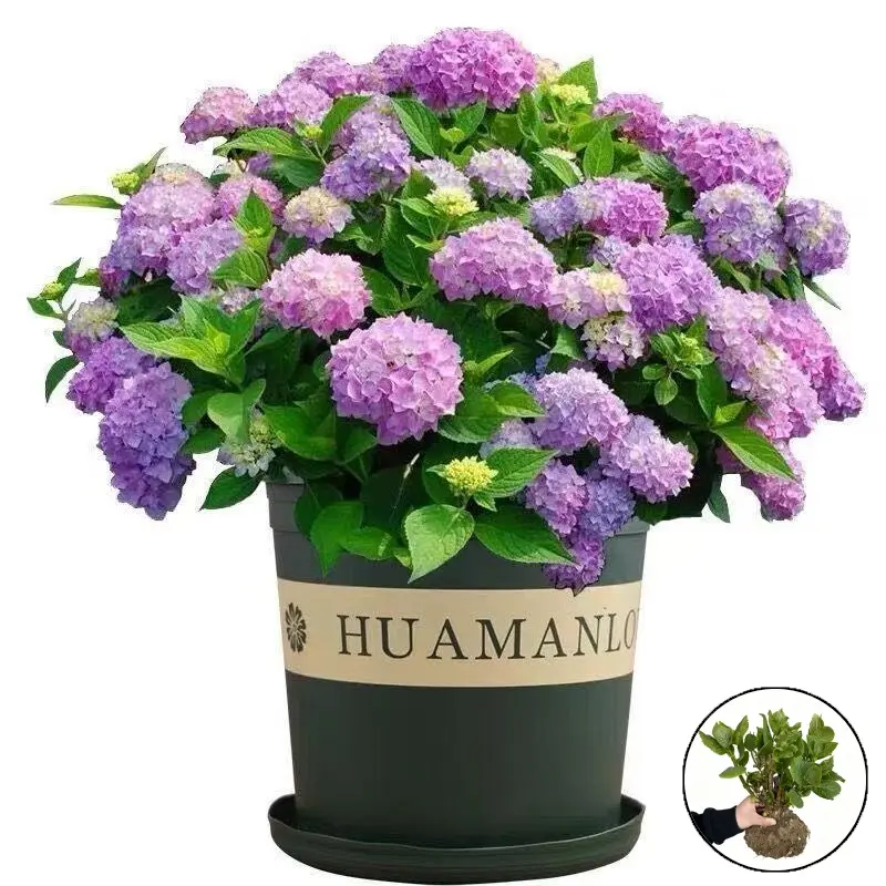 Low-Effort Hydrangea Live Shrub, Novice-Friendly Plant with Gorgeous Blooms, Home Backyard Garden Ornament Decor Decorative
