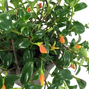 Goldfish Plant - 6" Hanging Basket