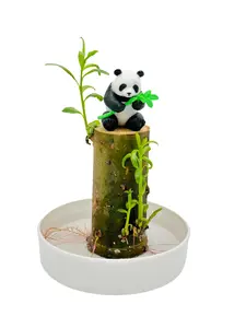Lucky Money Desktop Tree with Water Tray and Panda Figurine - Lucky Willow Wood, Great for Desk or Counter Top or Window