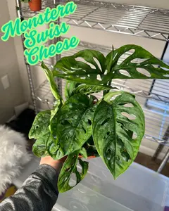 Monstera Swiss Cheese houseplant