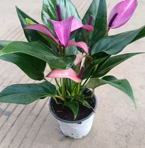 RZ-13 / Anthurium Purple Live Houseplant in 4 Inch Pot | Tropical Indoor Flowering Plant for Home & Office Decor