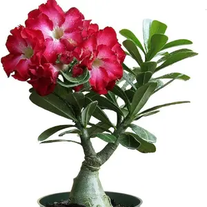 25pcsRare Mixed Color Desert Rose - Premium Heirloom Garden Seeds for Growing Exotic Adenium Obesum