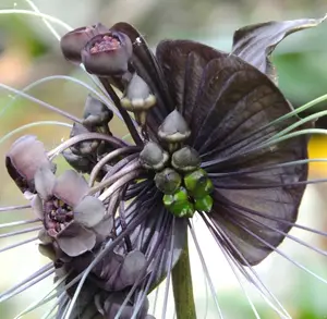 Set 2 Plants Black Tacca Plants Live for Planting 4 to 8 Inch Tall in 4 Inch Pot - Tacca Chantrieri Plant - Rare Orchid Flower Plants