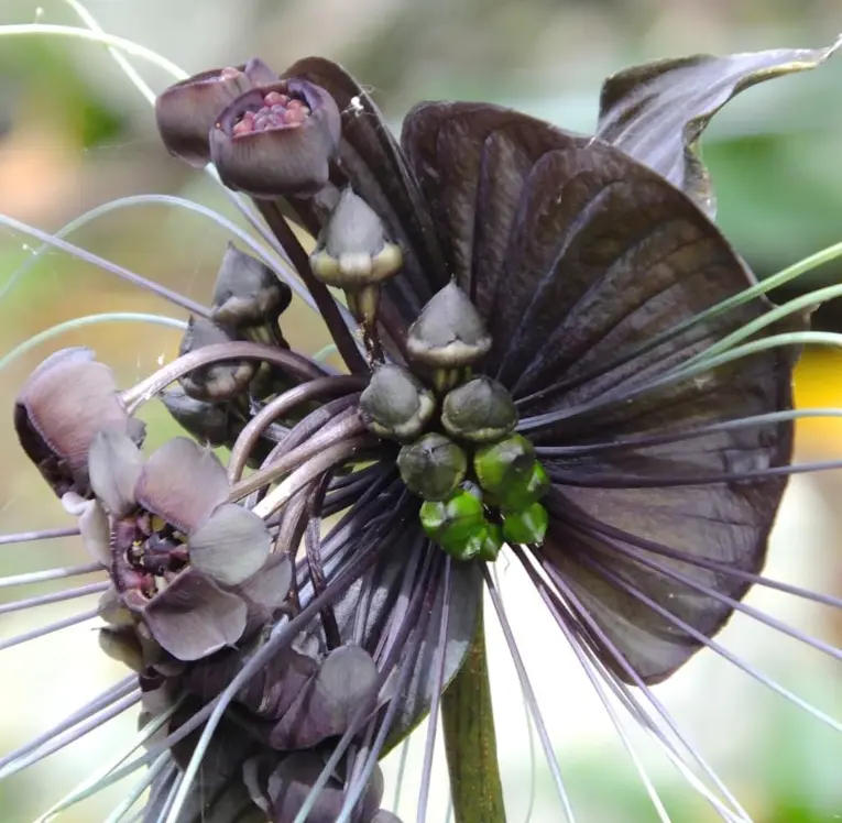 Set 2 Plants Black Tacca Plants Live for Planting 4 to 8 Inch Tall in 4 Inch Pot - Tacca Chantrieri Plant - Rare Orchid Flower Plants