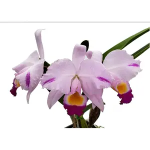 Cattleya trianae Cuencanita x Morlaquita
