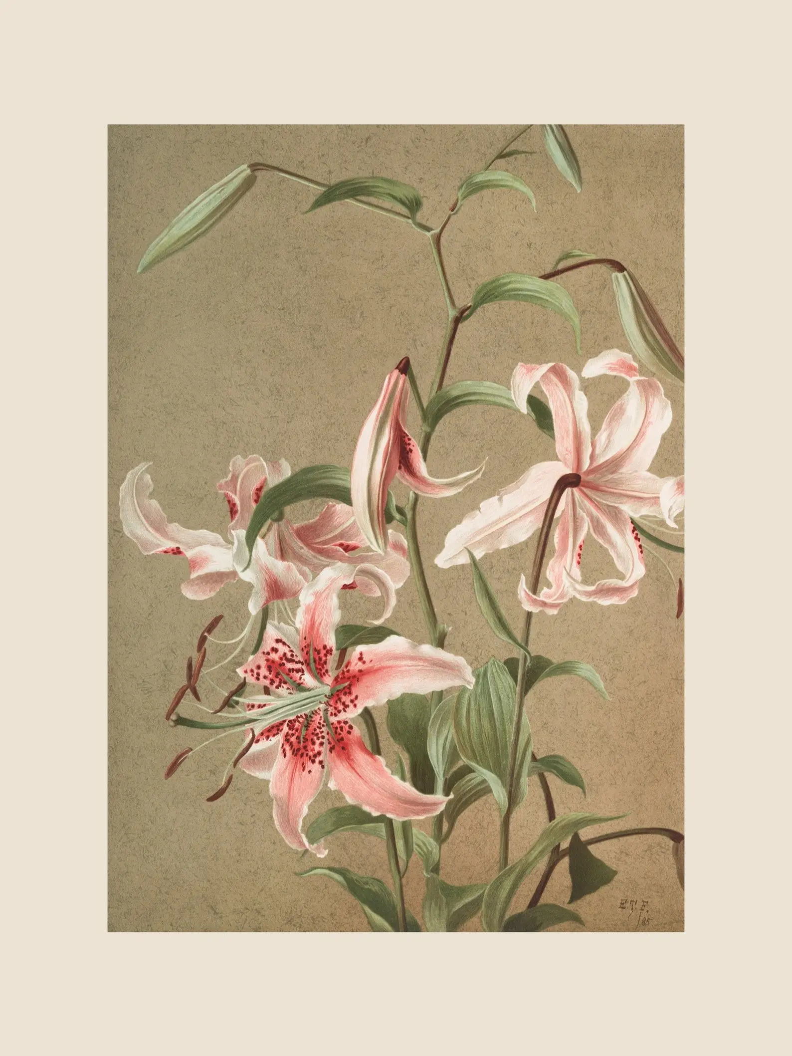 Vintage Stargazer Lily Botanical Print | Restored Antique Watercolor