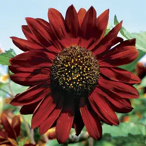 Organic Velvet Queen Sunflower Seeds (Helianthus annuus) – Dark Red Blooms, Striking Garden Focal Point, Attracts Birds and Bees – 30+ Seeds