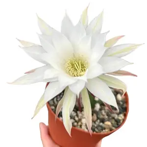 Easter Lily Cactus - Live Blooming Cactus Plant in 6” Height - In 6" Pot - Echinopsis Subdenudata