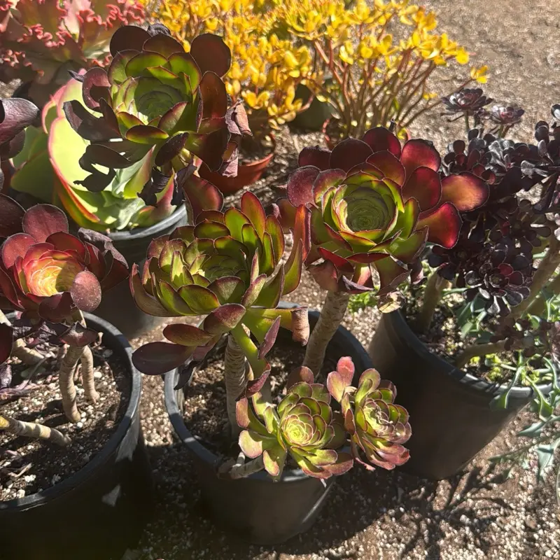 Aeonium cyclops ships BARE ROOTS