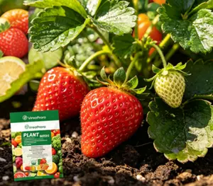 （ZL#FF）Sweet Strawberry Seeds for Home Garden Planting | Easy to Grow Fruit Seeds for Indoor & Outdoor Pots