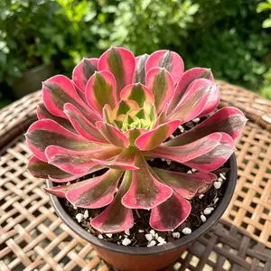 Aeonium 'Pink Witch' Variegata 3-4" Bare Root Succulent | Rare Pink Variegated Single Rosette | Easy Care Indoor Plant | Live Succulent Gift | Home & Garden Decor #Succulent #Aeonium #PinkWitch #RarePlants #PlantTok