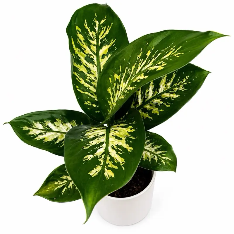 Dieffenbachia ‘Puerto Rico’ 6” Pot | Rare Variegated Indoor Houseplant | Large Tropical Foliage Plant | Easy Care Home Decor