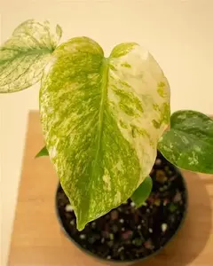 4" Pot Monstera Mint – Rare Variegated Indoor Live Plant, Mint Green & Cream Marbled Leaves, Split Fenestrated Foliage with Maturity, Tropical Houseplant, Bright Indirect Light, Home Décor, Collector Plant