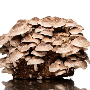 Southwest Mushrooms Shiitake Grow Kit | Easy Home Cultivation | Multiple Flushes of Gourmet Mushrooms