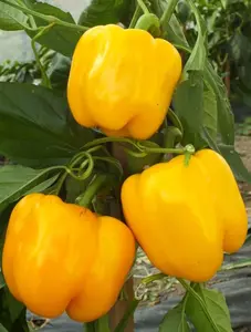 TomorrowSeeds - Golden Cal Wonder Sweet Bell Pepper Seeds -  Yellow California Belle Peppers Guero Chile Non GMO Vegetable Seed 2024