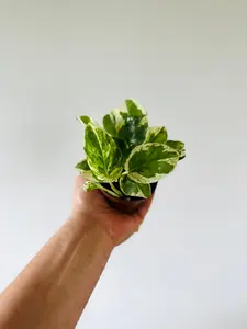Pothos Pearls & Jade - Epipremnum Aureum 'Pearls & Jade' - 3" Pot