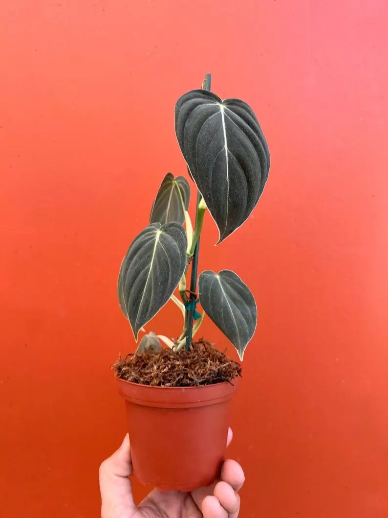 strawberry shake philodendron Philodendron strawberry shake (Selection 2) main image 0