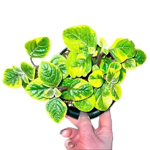 Guacamole Plectranthus Hybrid - Rare Soft Leaf Variegated Ivy - Trailing & Flowering Easy Care Houseplant
