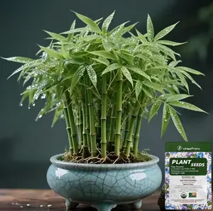 Lucky Bamboo Cypress Seed-Live Indoor Houseplants for Home Decor, Bamboo Plant, Indoor Low Light Plants, Feng Shui Starter