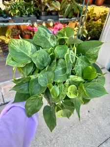 Philodendron hederaceum variegated - heart leaf - 6” pot