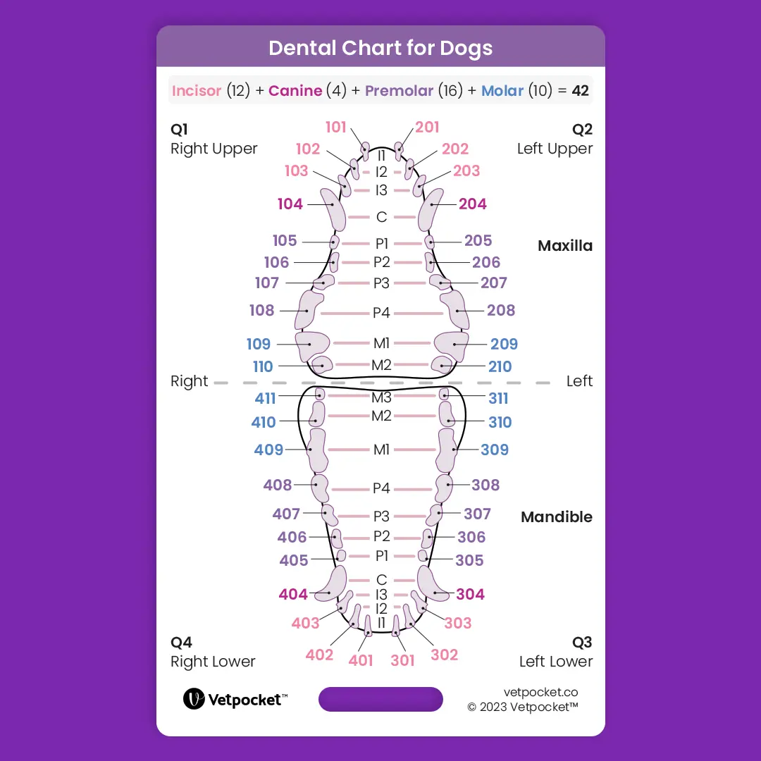 Dentistry for Dogs Dentistry for Dogs