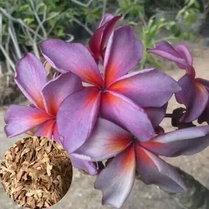 5 Purple Red Plumeria Seeds - Flower Seed Pack, Fragrant Perennial Blooms, Tropical Garden Plant Seeds, Full Sun Container Gardening, Premium Plumeria Plants Seeds