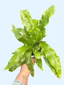 4" Crocodile Fern - Microsorum musifolium 'Crocodylus' - Pet Safe & Easy Care