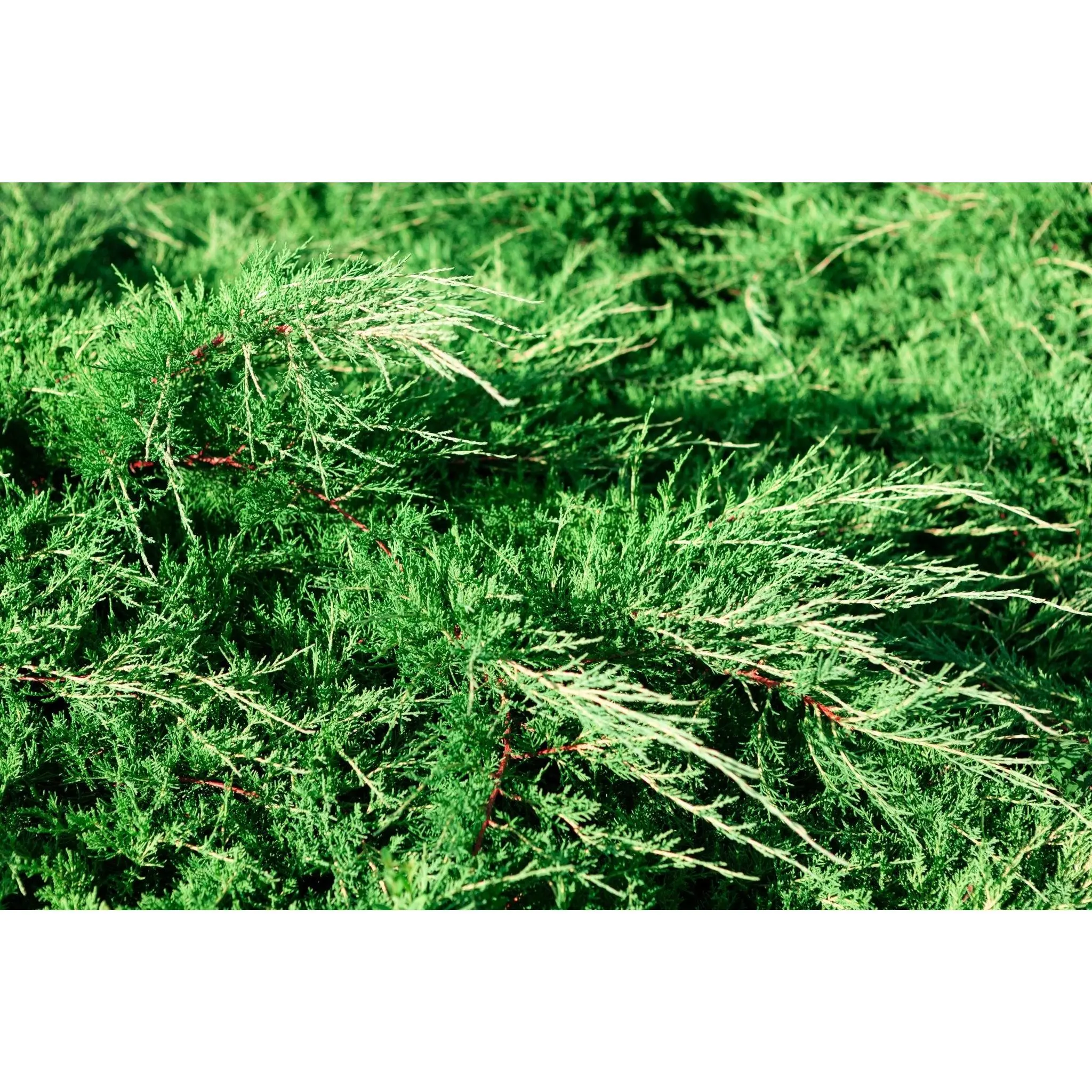 Spartan Juniper Tree