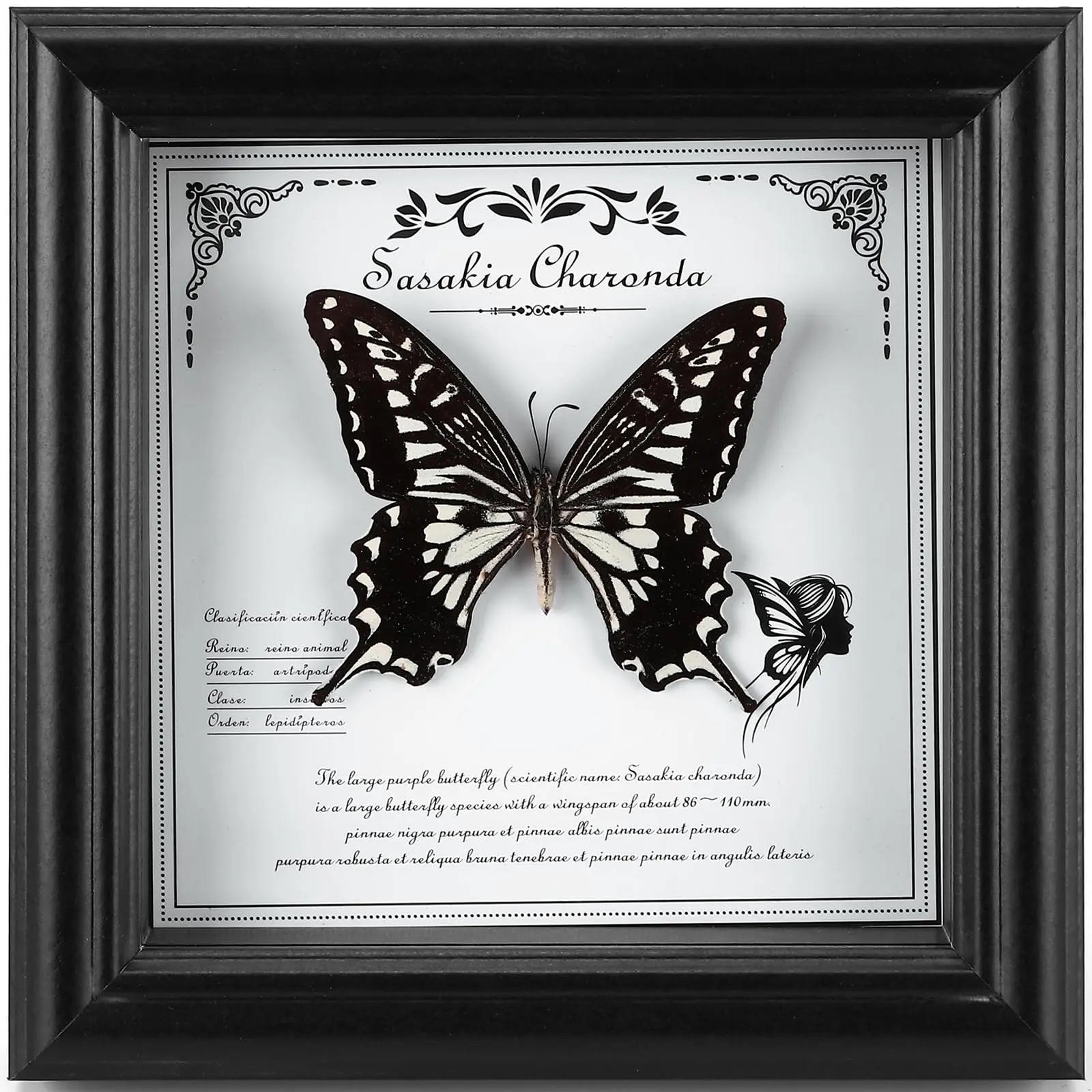 Real Butterfly In Frame - Stunning Taxidermy Display Shadow Box With Authentic Specimen (g-citrus Swallowtail Butterfly)