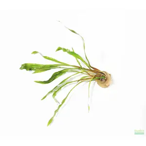 Cryptocoryne Spiralis