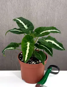 Syngonium Wendlandii