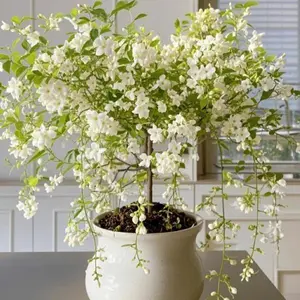 100 PCS Weeping Jasmine Flower Seeds for Planting, Fragrant Ornamental Plant Seeds for Home Garden and Outdoor Decoration